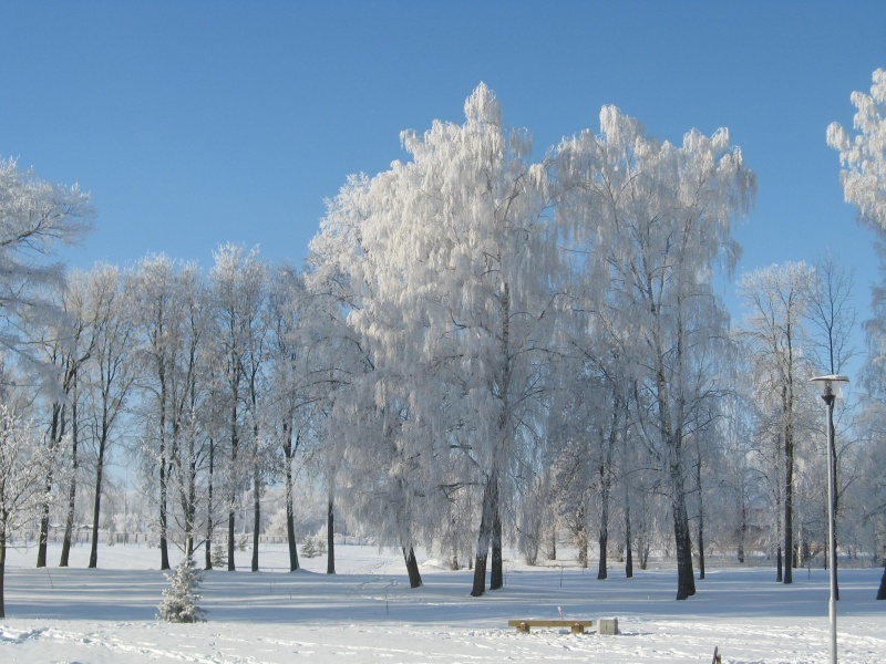 Vaizdas:Sūduva. Kalvarija. Karališkas parkas. Žiemą. 915.jpg