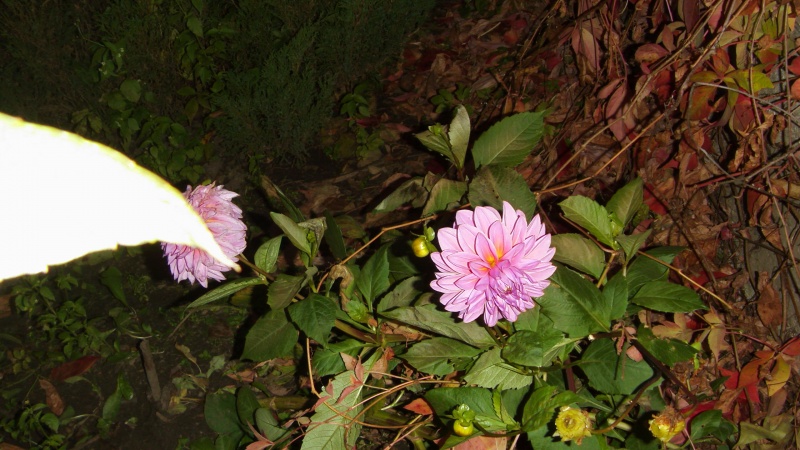 Vaizdas:Palentinis 491.jpg