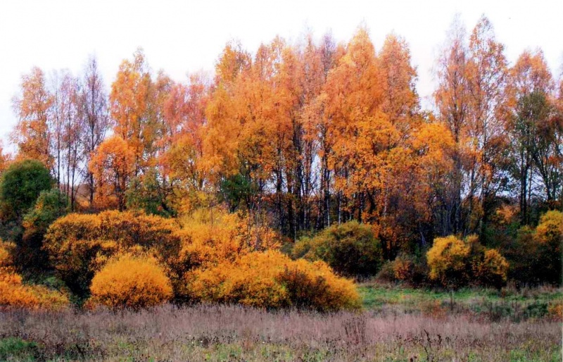Vaizdas:Rudenėja 31.jpg