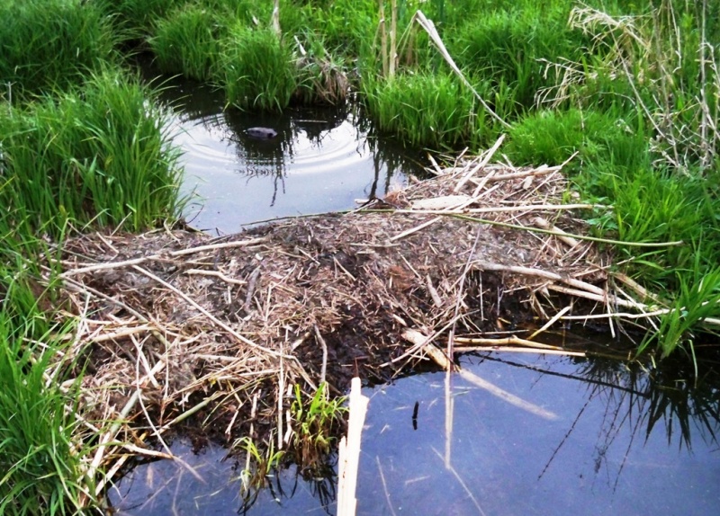 Vaizdas:Bebrų užtvanka Jauneikiuose (Joniškio r.) 163.jpg