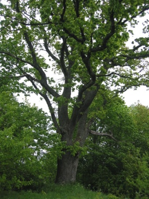 Ruzgai, Mažeikių raj,