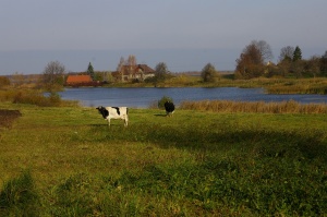 Kastinės žiotys. Vilkaviškis