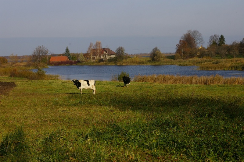 Vaizdas:Kastinės žiotys. 499.jpg
