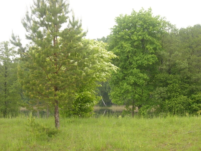 Vaizdas:Švelnus pavasario dvelksmas 592.jpg