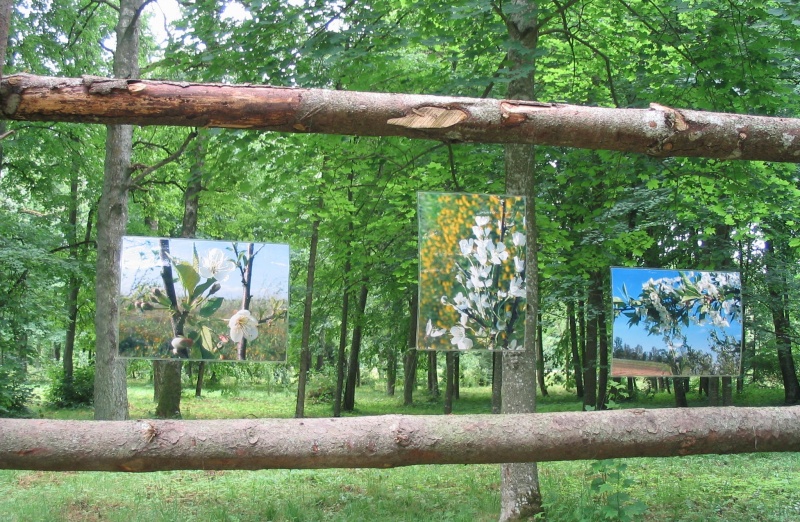 Vaizdas:Vyšnios pražydo nuotraukose (Žagarė) 751.jpg