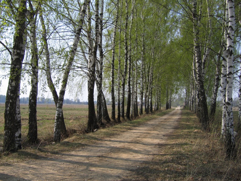 Vaizdas:Keliukas į Naujųjų Miliūnų kaimą, Kupiškio rj. 530.jpg