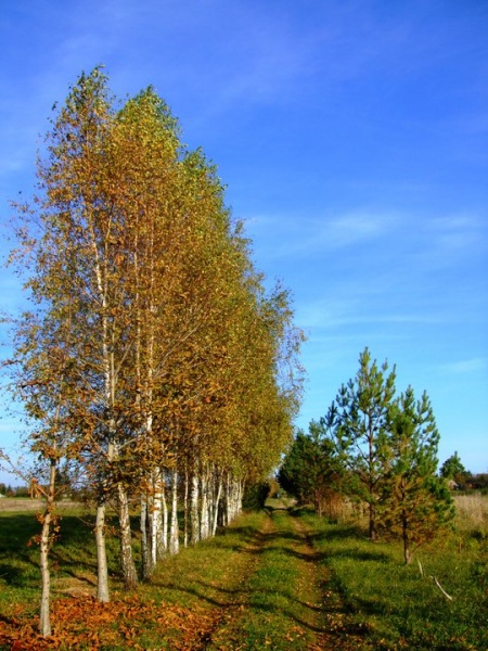 Vaizdas:Rudens taku tave pasitinku 369.jpg