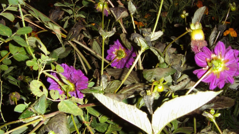Vaizdas:Palentinis 929.jpg