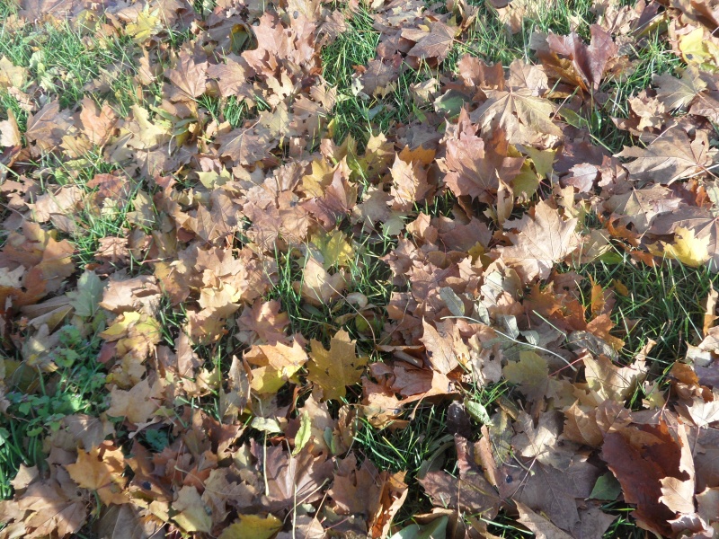 Vaizdas:Rudens kilimas 529.jpg