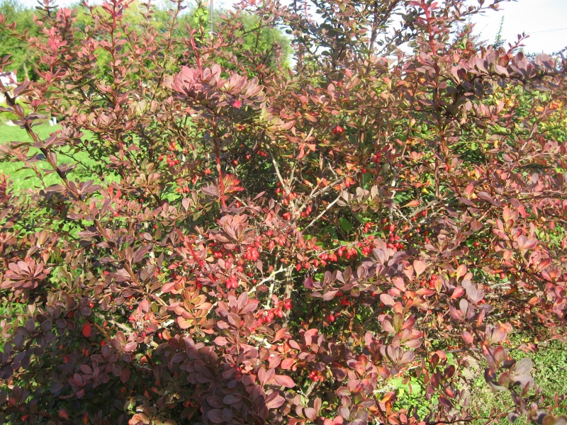 Vaizdas:Img-0780 267.jpg