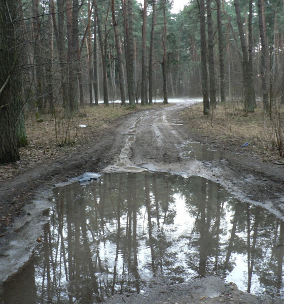 Vaizdas:Pivonijos šilas 2 735.jpg