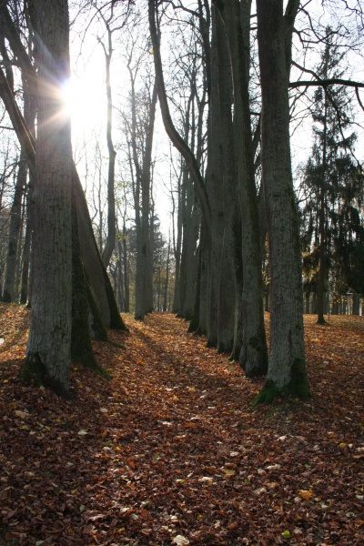 Vaizdas:Rudens alėja 307.jpg