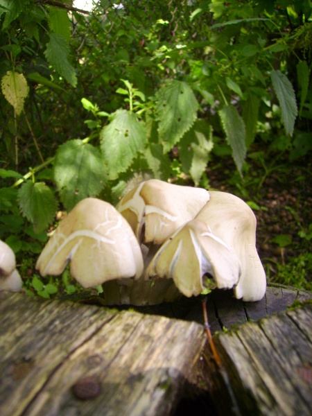 Vaizdas:Grybai Lapių parke 40.jpg