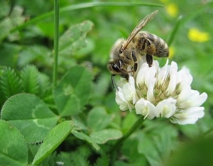 Kvepiantis darbas.
