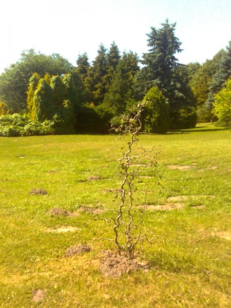 Vaizdas:Mosedyje 620.jpg