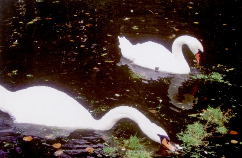 Vaizdas:Guylbė Žaslių ežere 622.jpg