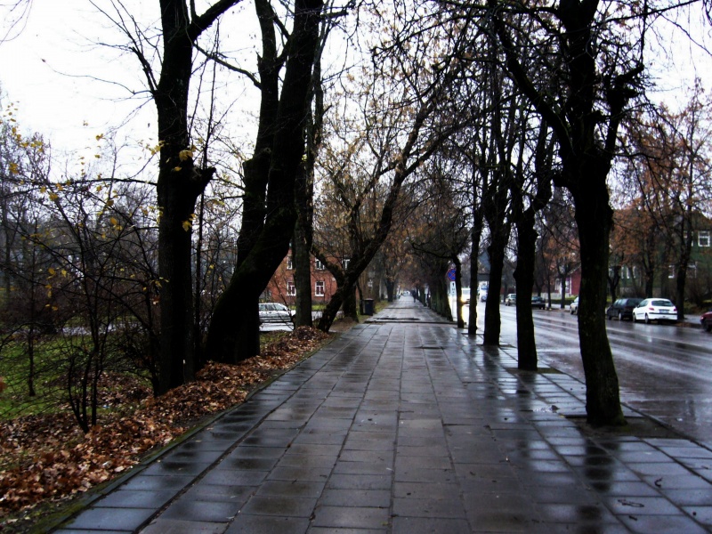 Vaizdas:Kelias tarp medžių be lapų 267.jpg