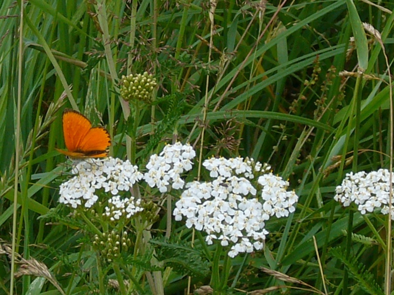 Vaizdas:Drugelis pievoje 980.jpg