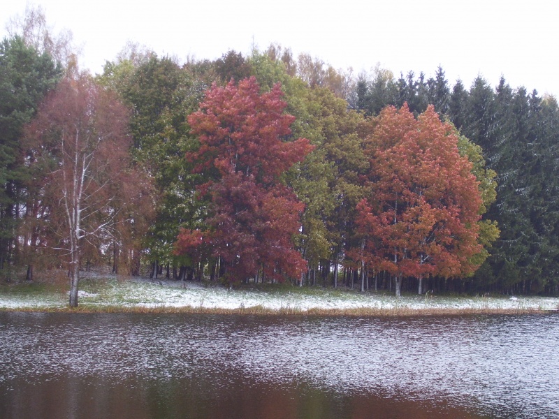 Vaizdas:Ruduo prie Bajorų km. tvenkinio, Rokiškio raj. 507.jpg