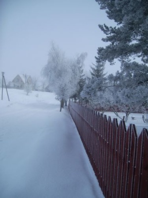 Šeršnu pasidabinęs Traupis (O.Baravykienės nuotr.)