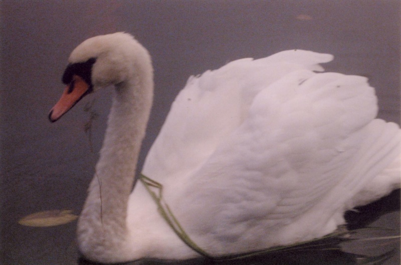 Vaizdas:Baltaplunksnė 622.jpg