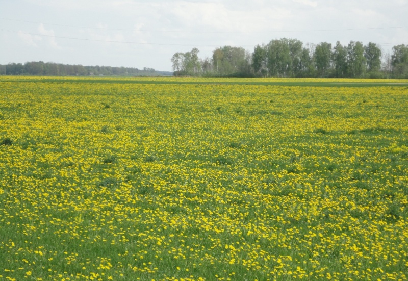 Vaizdas:Pienių žydėjimo metas 193.jpg