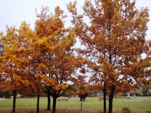 Mažeikiai (Mažeikių m. parkelis)