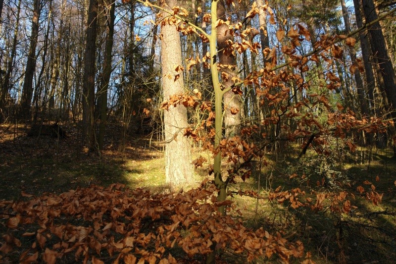 Vaizdas:Ruduo Girulių miške 102.jpg