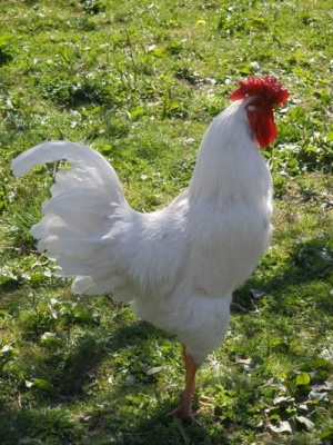 Mažeikių rajonas Pievėnų kaimas