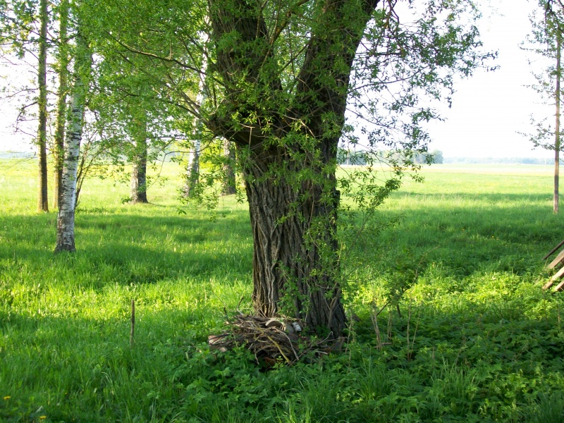 Vaizdas:Vienas storiausių kaimo medžių.jpg