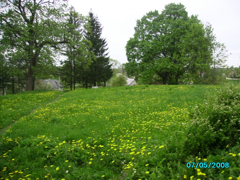 Vaizdas:Pieva pasipuošusi pienių žiedeliais 335.jpg