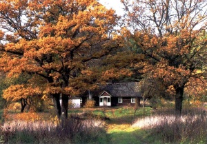 Svėdasų apylinkės: ruduo