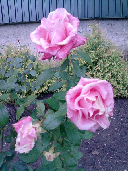 Vaizdas:Rose 407.jpg