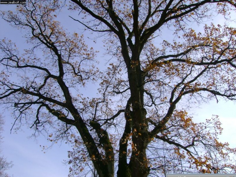 Vaizdas:Taragės ąžuolas 700.jpg