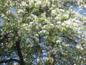 Kriaušė