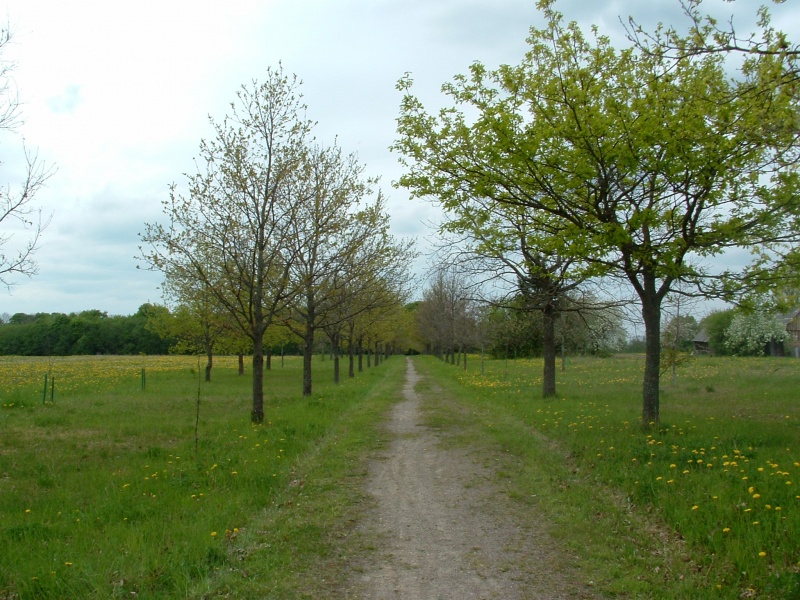 Vaizdas:F-maironyneDSCF0069.JPG