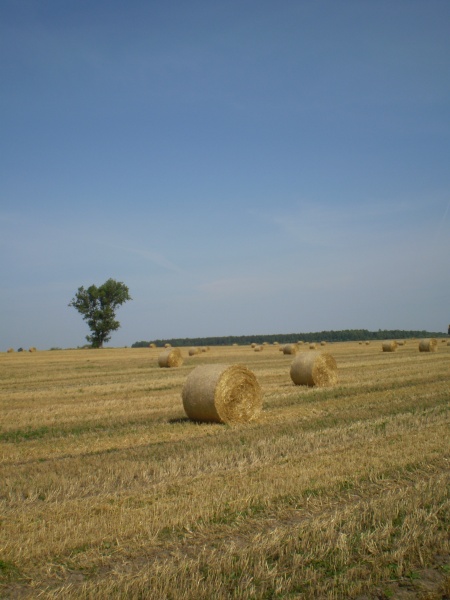 Vaizdas:Šienapjūtė 789.jpg