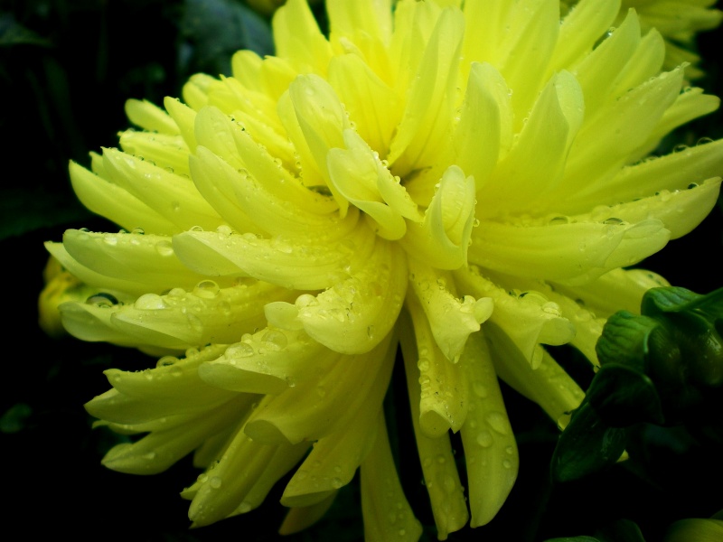 Vaizdas:Darželinis jurginas - Dahlia cultorum 504.jpg