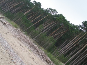 Karklė