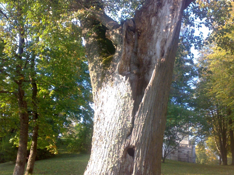 Vaizdas:Senas medis 269.jpg