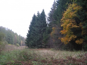 PAGRAUŽUPIO MIŠKAI (Trakų r.)
