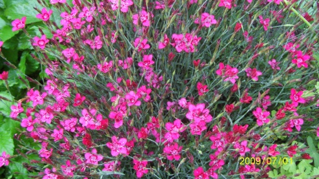 Aš darželio pažiba