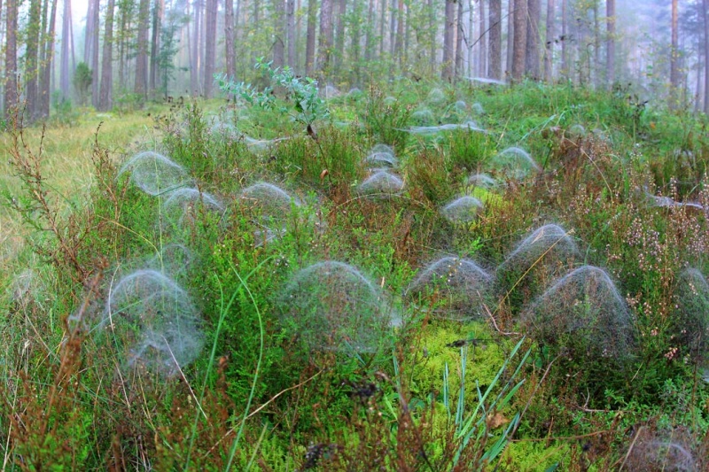 Vaizdas:Bobų vasara 2 129.jpg