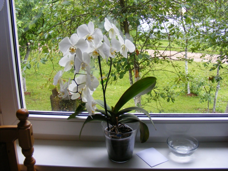 Vaizdas:Orchidėja 937.jpg