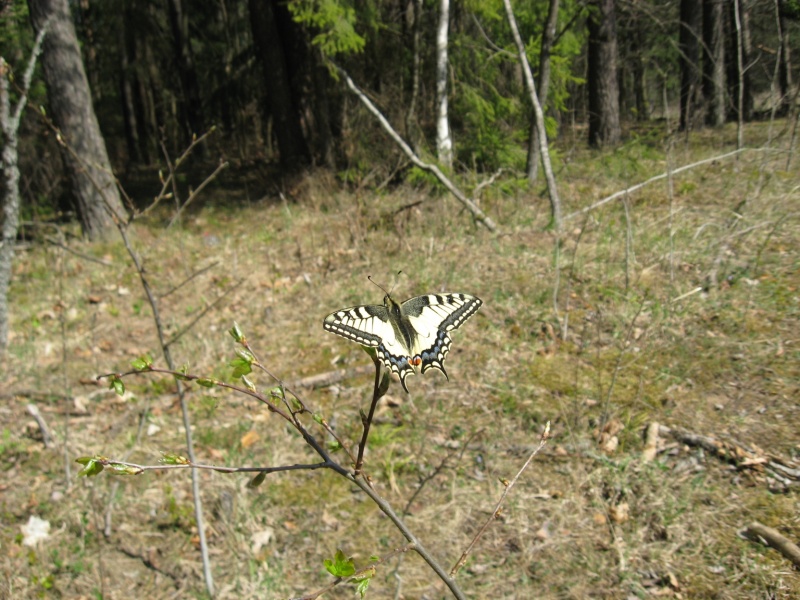 Vaizdas:Prieš skrydį 271.jpg