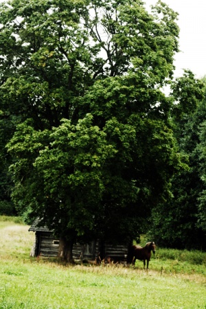 K. Lapinaitės nuotr.
