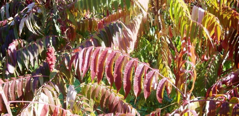 Vaizdas:Rudens spalvų paletė 915.jpg