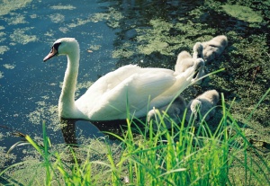 ©GytisTamašauskas2010LT53288