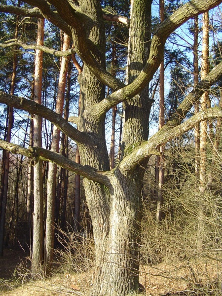 Vaizdas:Neišskiriamieji 426.jpg