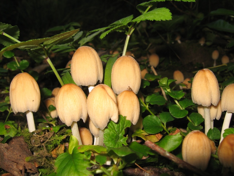 Vaizdas:Rudens gėrybės 604.jpg